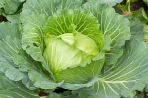 A head of cabbage growing in the garden. Close up.