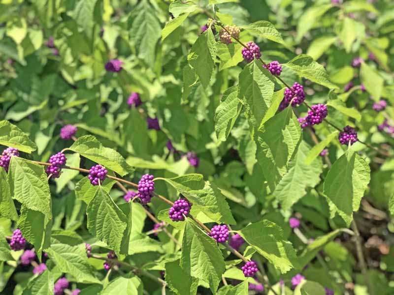 Callicarpa americana or purple American beautyberry shrubs in the late summer with purple berries, pictured in light sunshine.