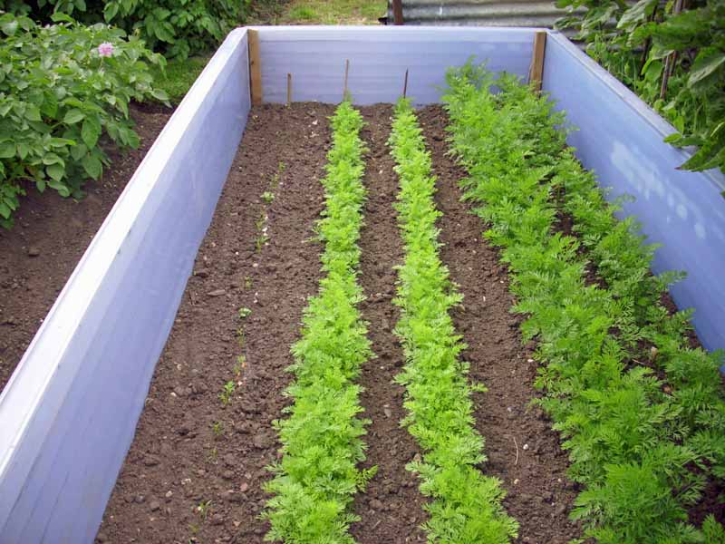 Succession planting of carrots in a small veggie patch showing the different stages of growth.