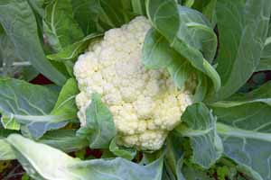 A head of cauliflower growing in a garden. Close up.