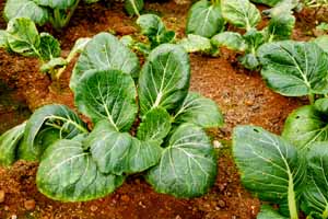 Close up of collard greesn growing in a veggie patch.