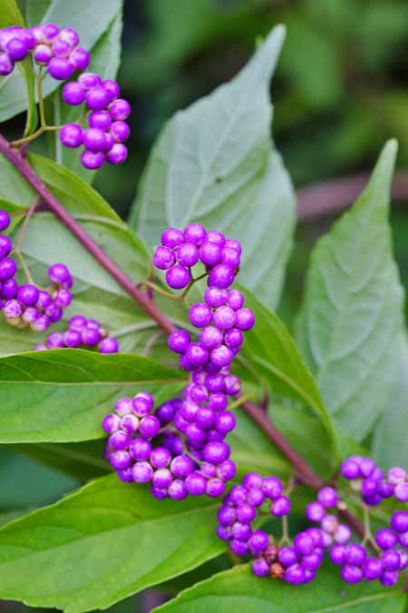 Purple berries growing on a beautyberry limb.