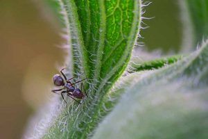 How to Control Odorous House Ants