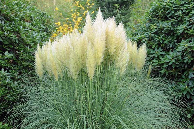 A close up horizontal image of Cortaderia selloana or Pampas grass growing in a residential backyard.