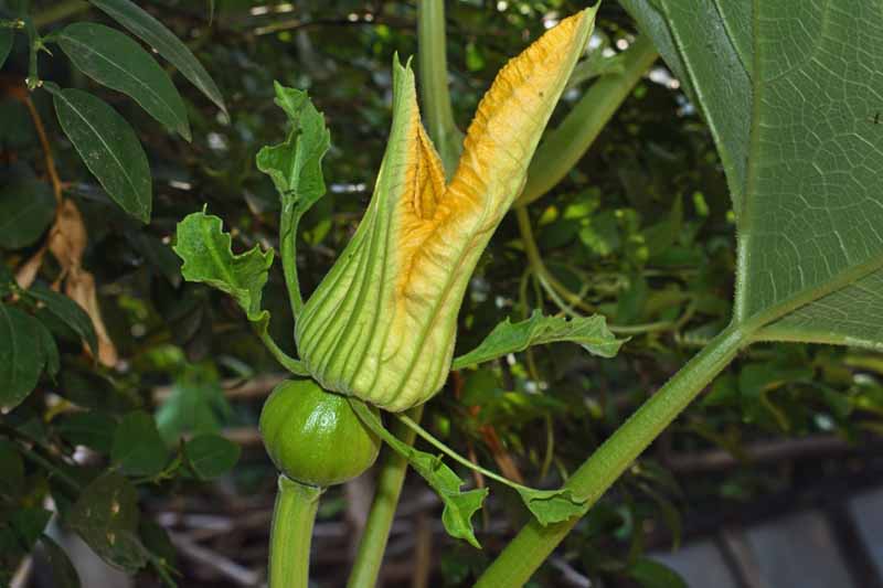 A cucurbita gourd female flower with a small fruit at the base.