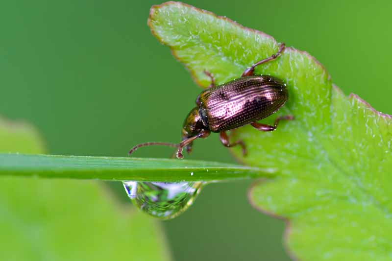 Macro shot of a shiny black flea beetle crawling on an arugula leaf.
