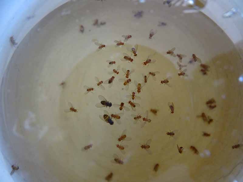 Top down view of a fruit fly trap with liquid and dead flies.