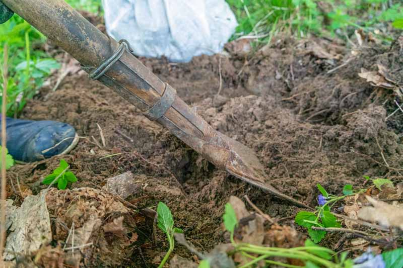 Gardener using a shovel to turn over soil.