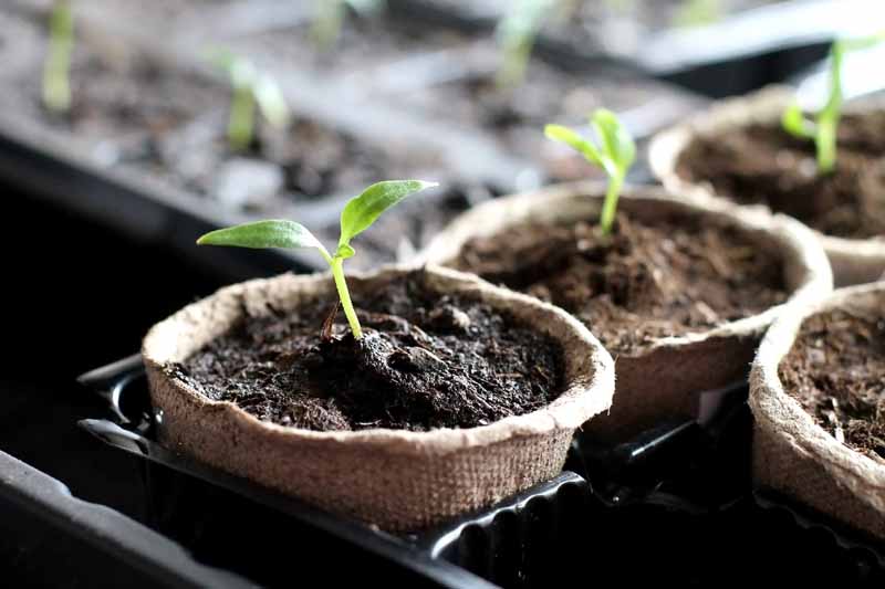 Gourd seedlings growing in peat pots in a planting tray.