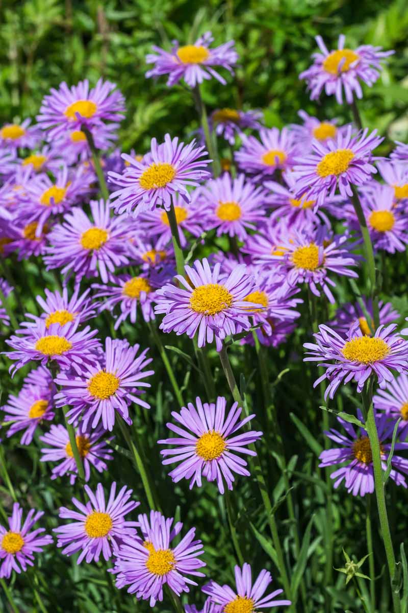 A close up vertical image of a mass planting of native Alpine aster. Flowers are in bloom with purple-lavender petals.