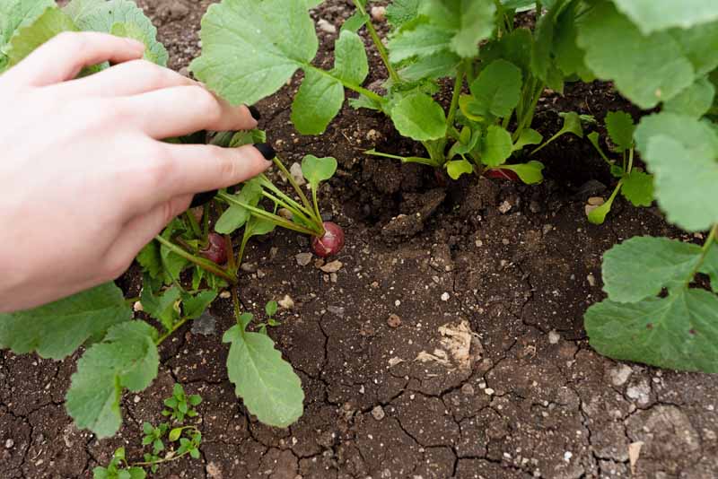 A human hand shows the root of a radish still planted in the ground.
