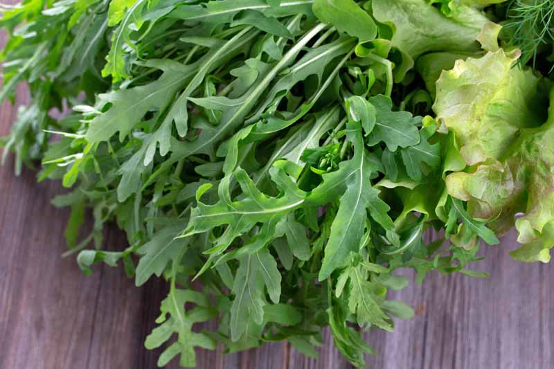 A pile of freshly harvested arugula laying on a wooden table.