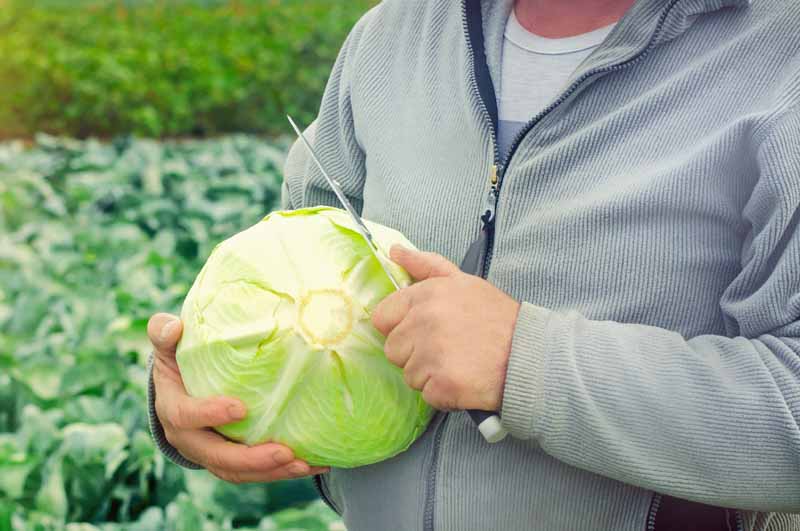 A male holds a cabbage head in his hands that he has just harvested from the field in the background. His other hand holds a knife used to cut the head off the stalk.