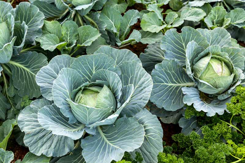 How to Plant and Grow Cabbage: A Fall and Spring Staple Crop