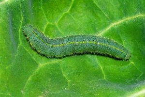 How to Eradicate Cabbage Worms on Cole Crops and Crucifers