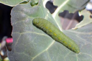 Imported cabbage worm (Pieris rapae) larvae feeding on a brassica leaf.