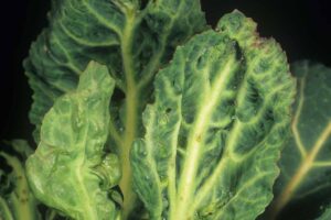 Close up of cabbage leaves infected with the Turnip Mosaic Virus.
