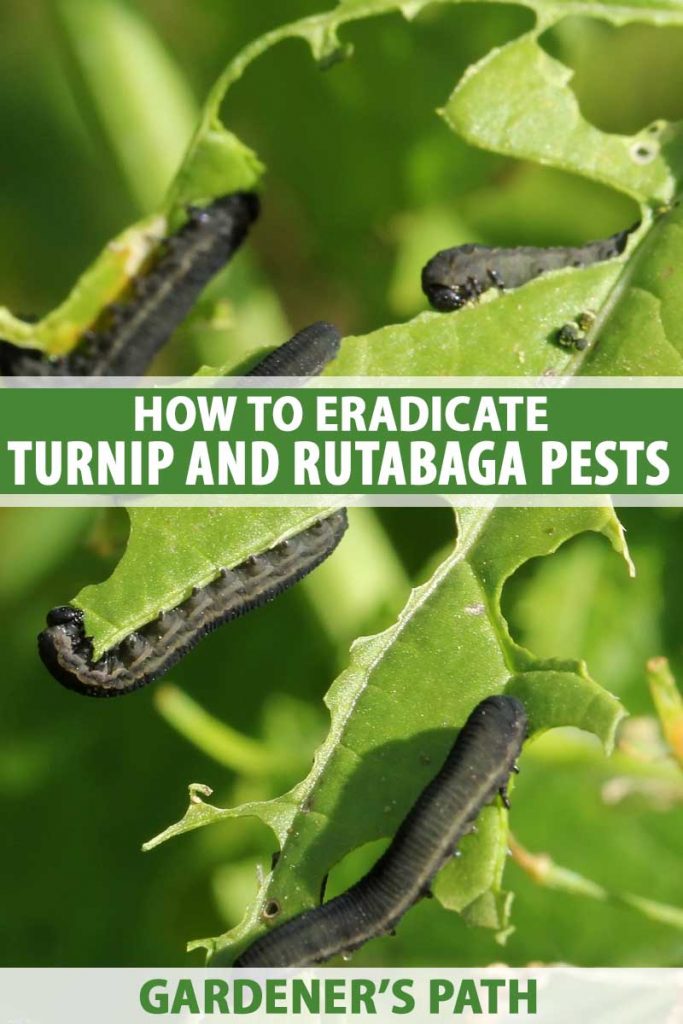 Several turnip saw fly larvae attack brassica leaves.