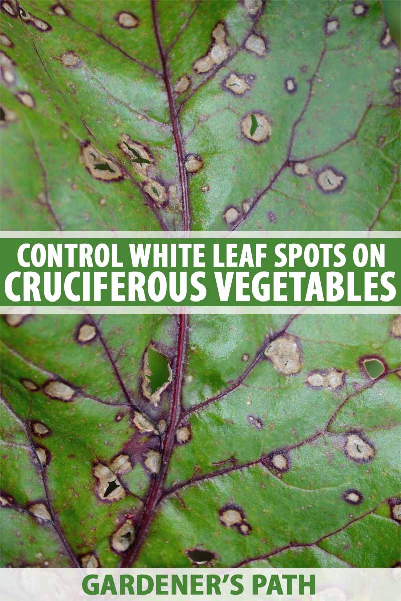 Spots on garden plant leaves dark circles white center