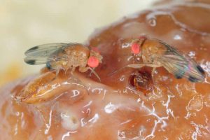 Using Organic Methods to Control the Spotted Wing Drosophila