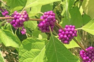 How to Grow and Care for American Beautyberry Shrubs