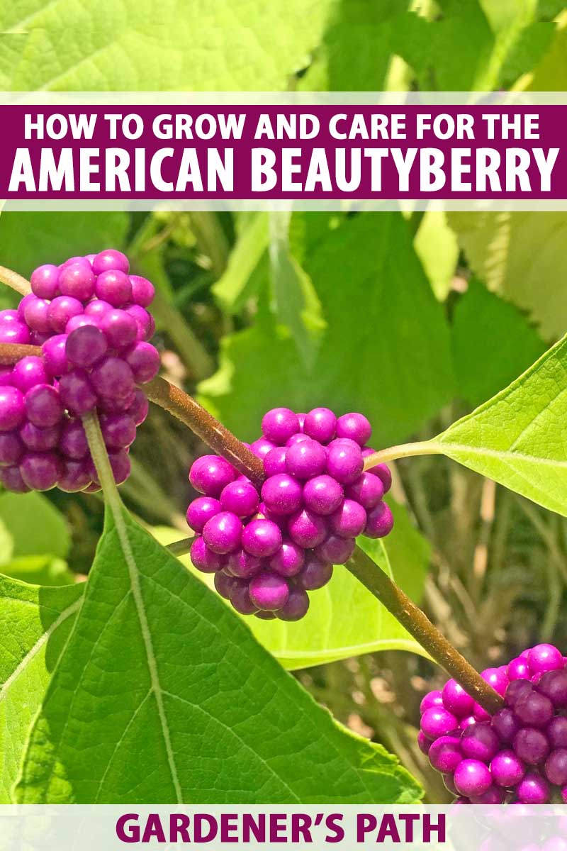 Close up of purple berries and green leaves of the American beautyberry shrub.