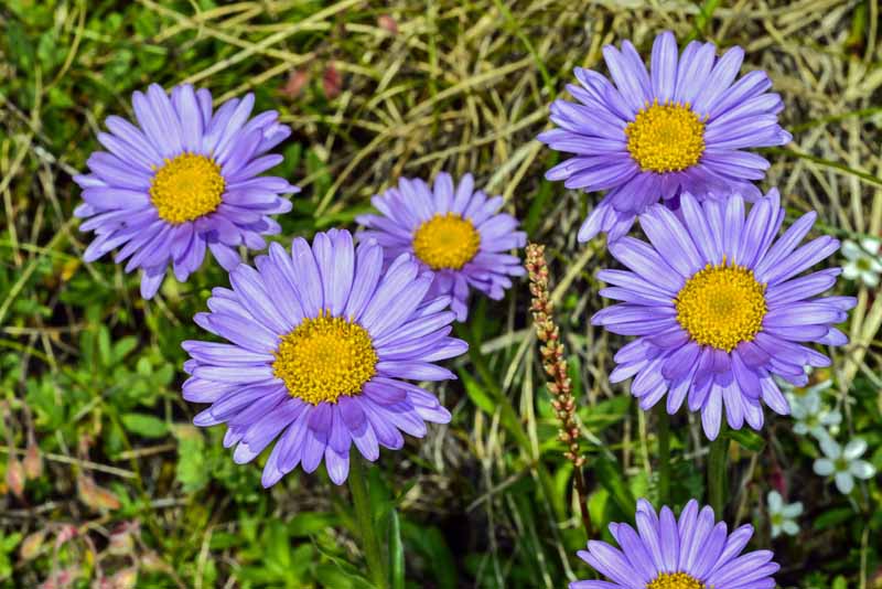 Close up of natural Alpine aster in bloom.