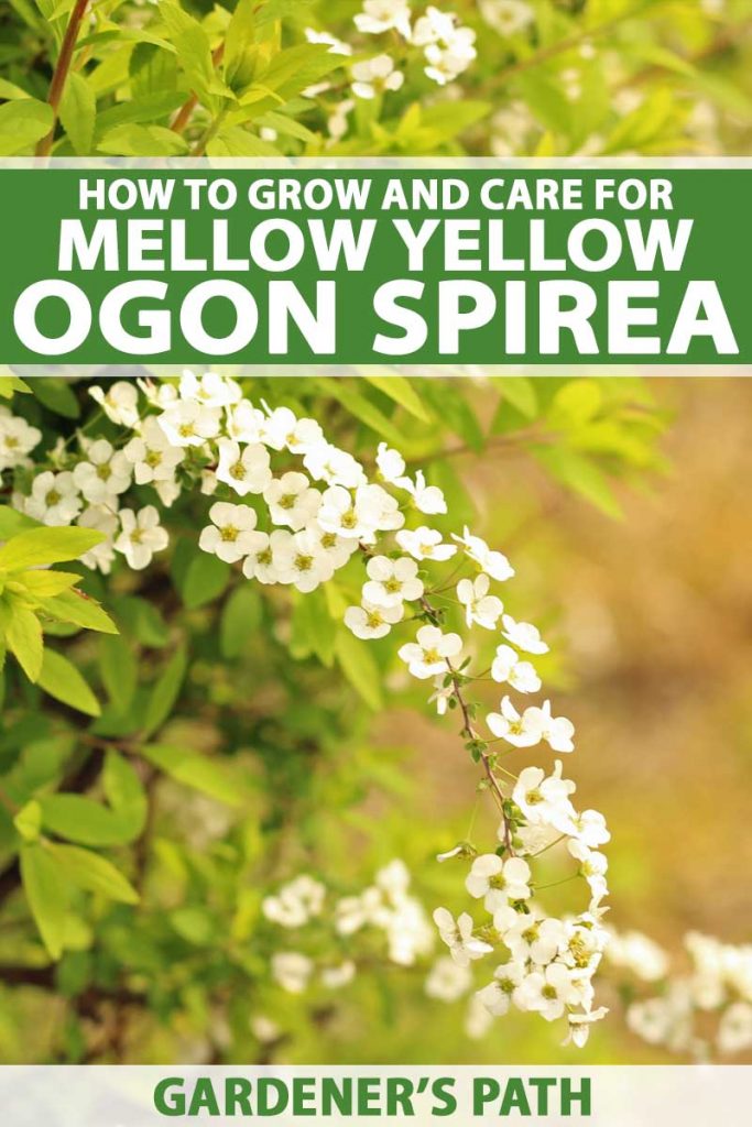 Mellow Yellow ‘Ogon’ Spirea with small white flowers in the morning sunlight.