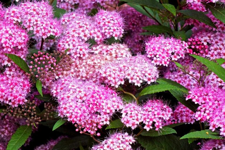 How to Grow and Care for Birchleaf Spirea Shrubs