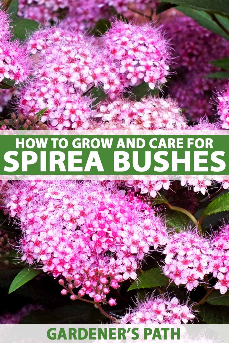 How to Grow and Care for Spirea Bushes   Gardener's Path