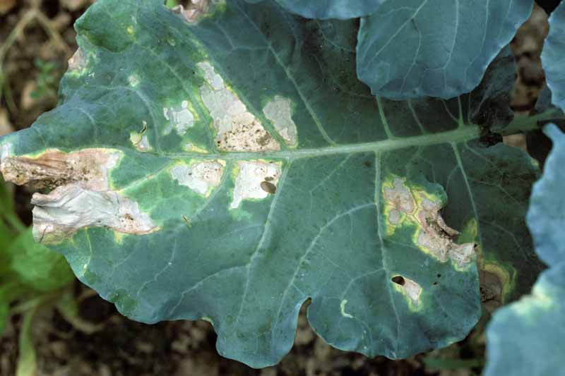 Close up of a turnip leaf showing bacterial leaf infection.