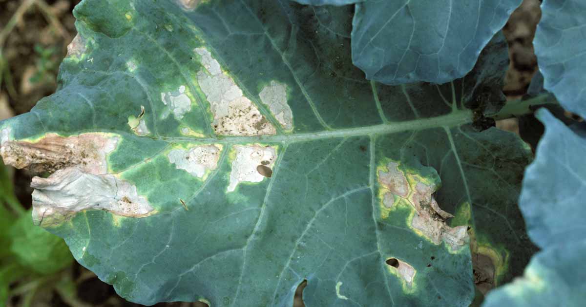 How to Identify, Prevent, and Treat Bacterial Leaf Spot on Turnip Crops