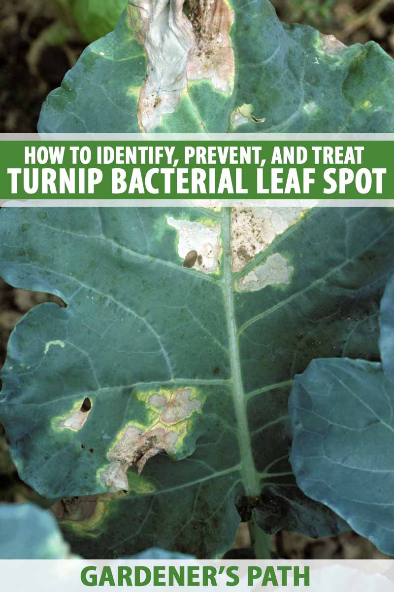 Close up of bacterial leaf spot on a turnip leaf.