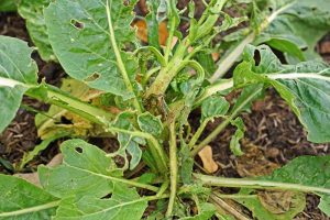 Close up of a turnip plant with diseased leaves.