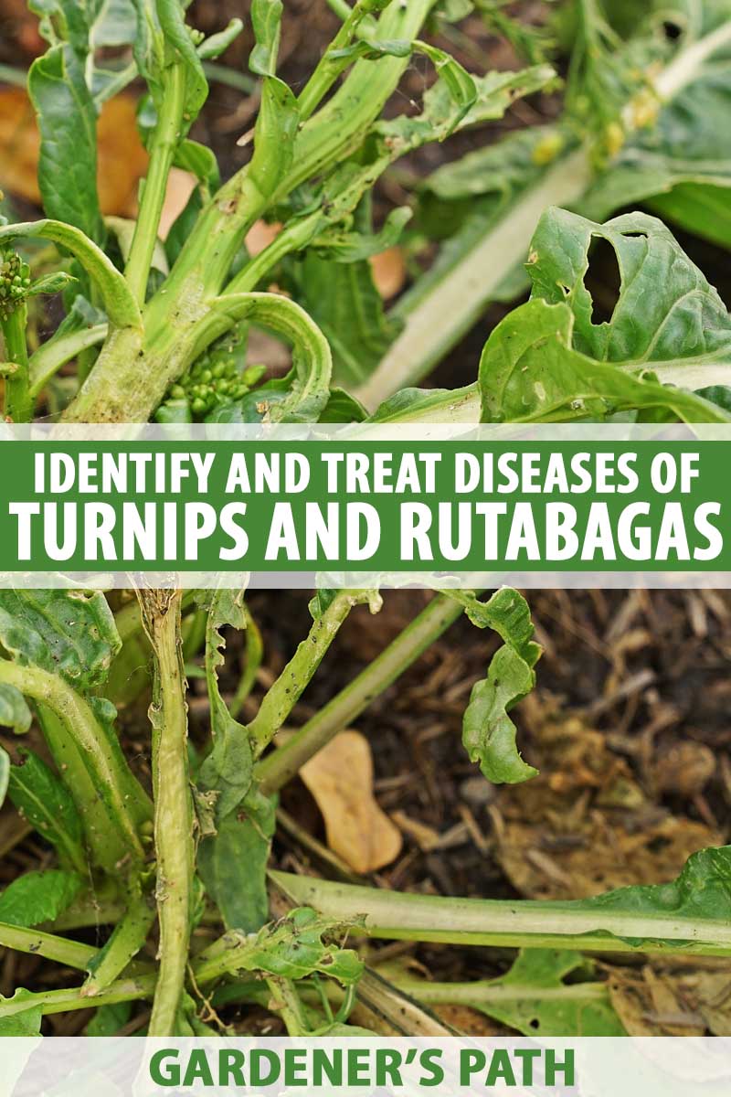 Turnip greens with diseased vegetation.
