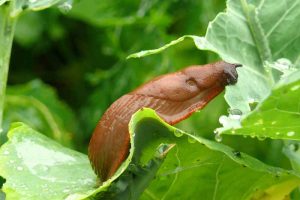 A slug eating a cabbage leaf. Close up photo.