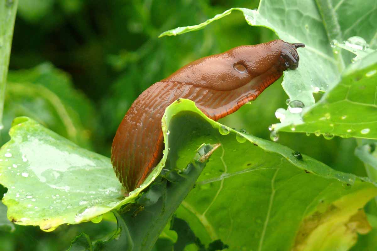 A slug eating a cabbage leaf. Close up photo.