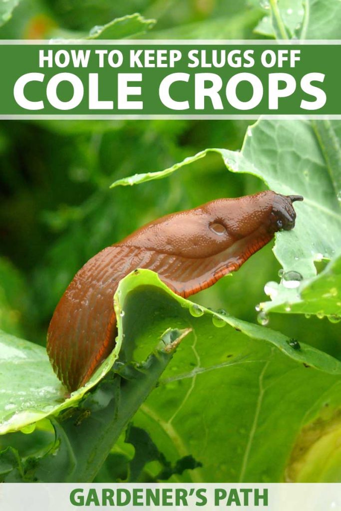 Close up of a slug crawling on a damaged cabbage leaf.