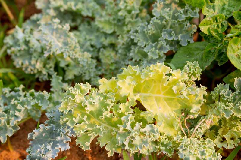 Close up of kale leaves turning yellow while growing in a veggie garden.