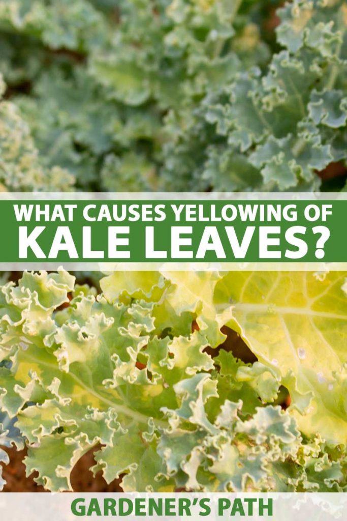 Kale leaves in a garden setting turning yellow. Cloe up.