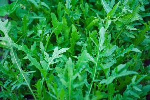 How to Plant and Grow Arugula: Make your Greens Shoot Up Like a Rocket