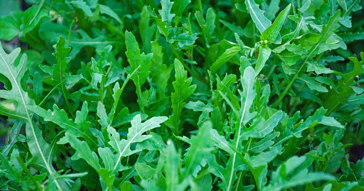 How to Grow Arugula in Your Veggie Patch