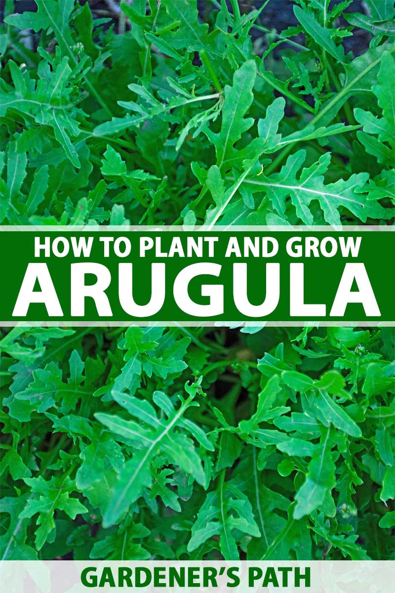A mass of arugula growing in a vegetable garden.