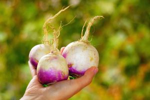 How to Plant and Grow Turnips