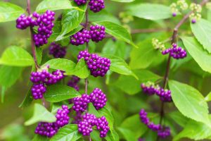Close up of branches of American beautyberry with ripe berries in early fall.