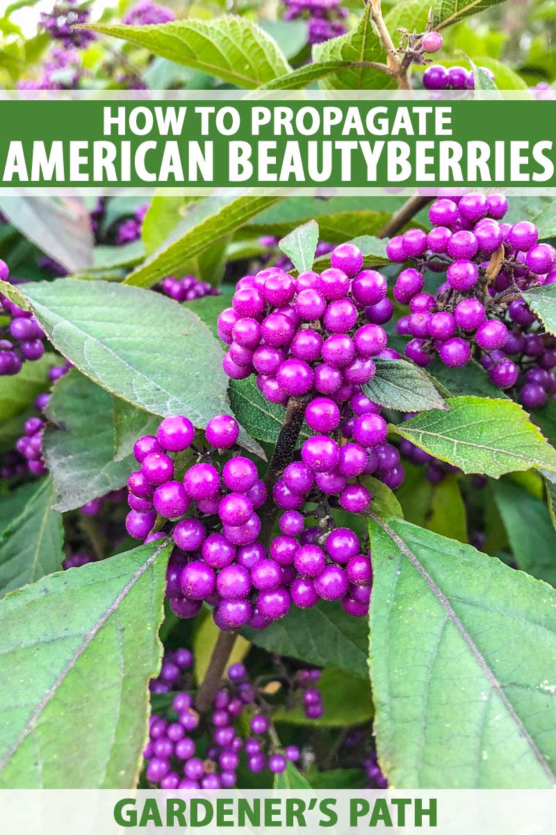 Close up of purple American beautyberry seeds growing on the shrub in early Autumn.