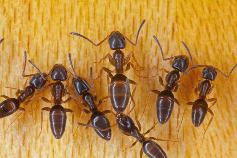 How to Stop Odorous House Ant Infestations