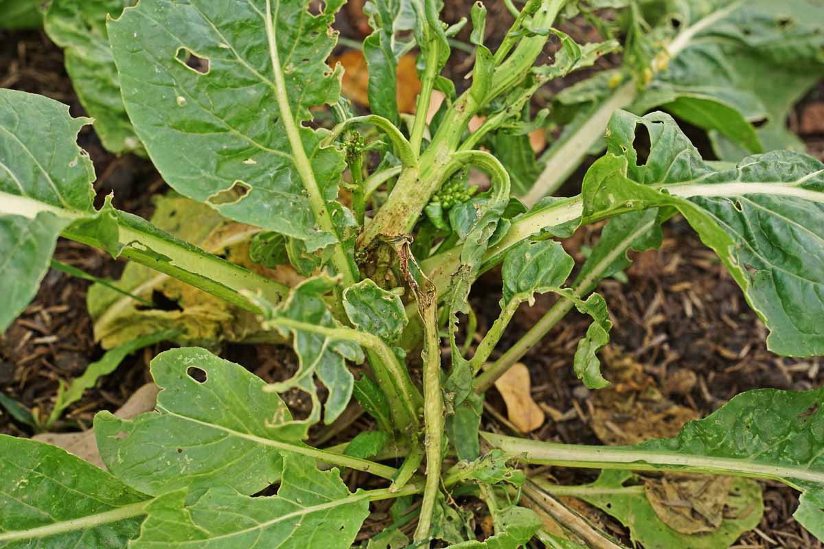 Protecting Turnip Plants from Common Pests and Diseases