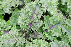 Close up of kale leaves growing in a garden.