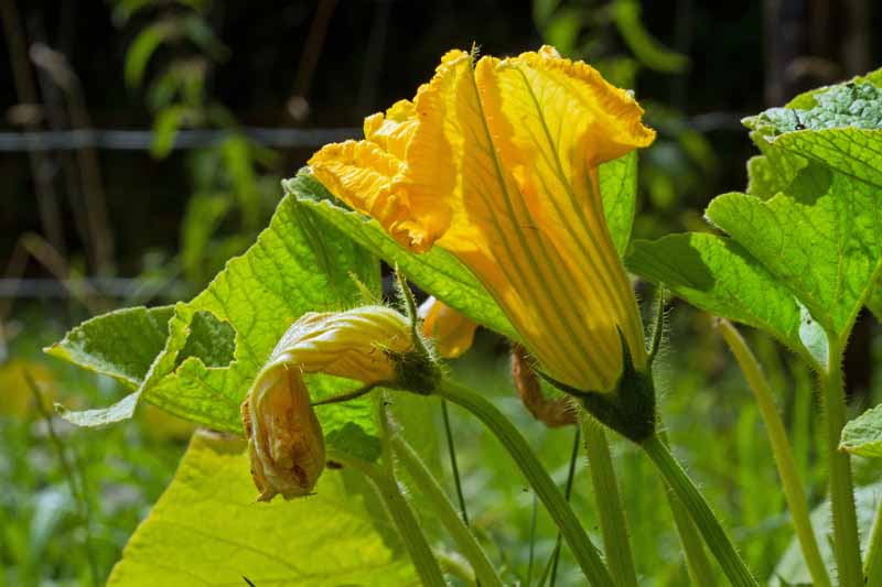 A male gourd flower in a garden.